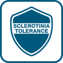 TOLÉRANCE AU SCLÉROTINIA