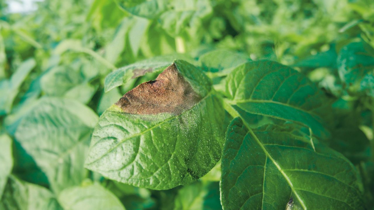 Cercosporiose en Champagne-Ardenne : Yearling efficace face à une nuisibilité dépassant 20 % du rendement