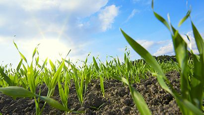 L’aclonifène, plus efficace en toutes circonstances !