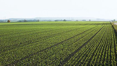 Désherber les céréales dès le semis apporte sécurité et rentabilité