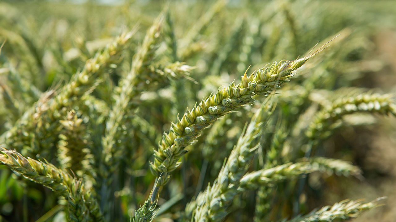 Prediview, une approche économique et innovante pour protéger les blés