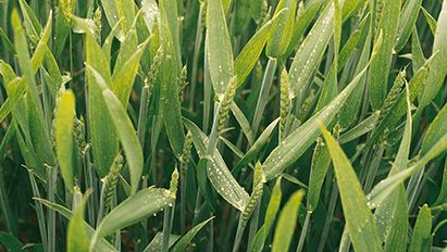 Les herbicides ALS toujours efficaces dans 75 % des situations parcellaires