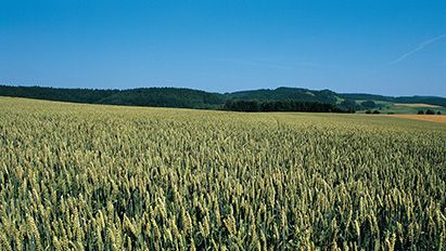 Pourquoi choisir Atlantis® Pro pour désherber les blés dès que possible ?