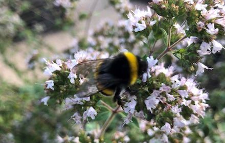 Agriculture et apiculture, associées par nature !