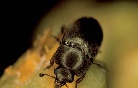 Altise : un coléoptère sauteur