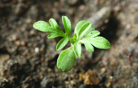 Ambroisie : envahissante et allergisante