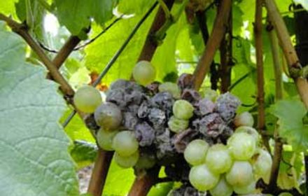 Botrytis, biologie