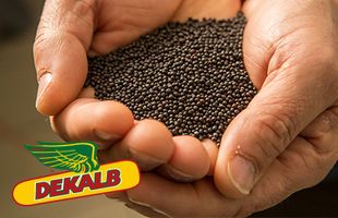 Consultez les fiches détaillées des variétés du catalogue semences DEKALB en colza. Retrouvez dans les fiches techniques les...