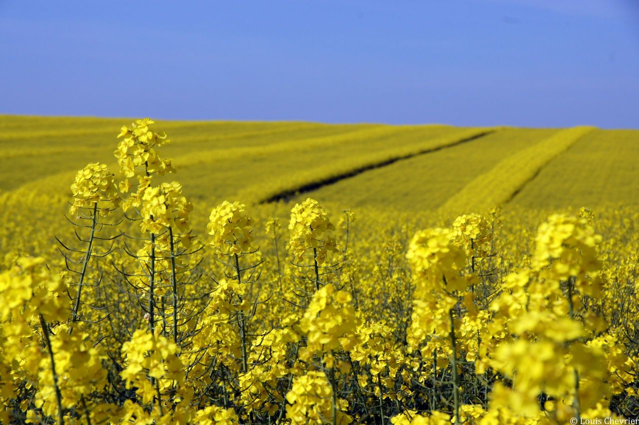 DEKALB lance une nouvelle variété de colza: DK EXOSPHERE