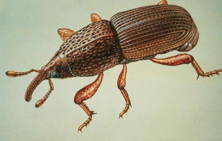 Charançon de la tige : à vos pièges !