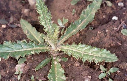 Chardon : à surveiller dès le début du printemps