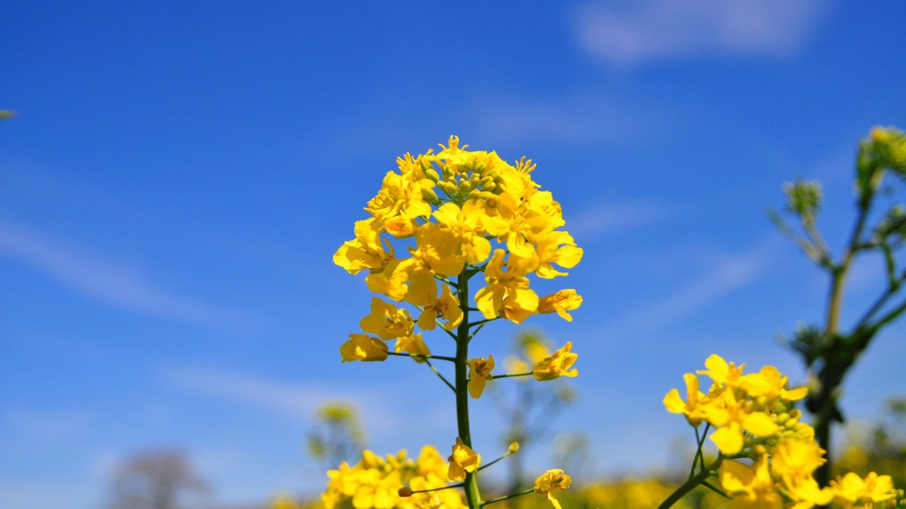 Comment maîtriser les ravageurs du colza ?