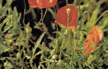 Coquelicot