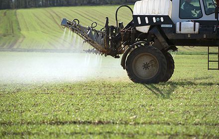 Désherbage céréales : le traitement d'automne