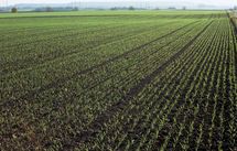 Désherbage de sortie d’hiver