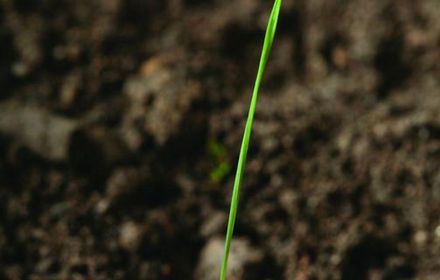 Désherbage vulpin: une graminée fréquente