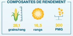 Composantes de rendement