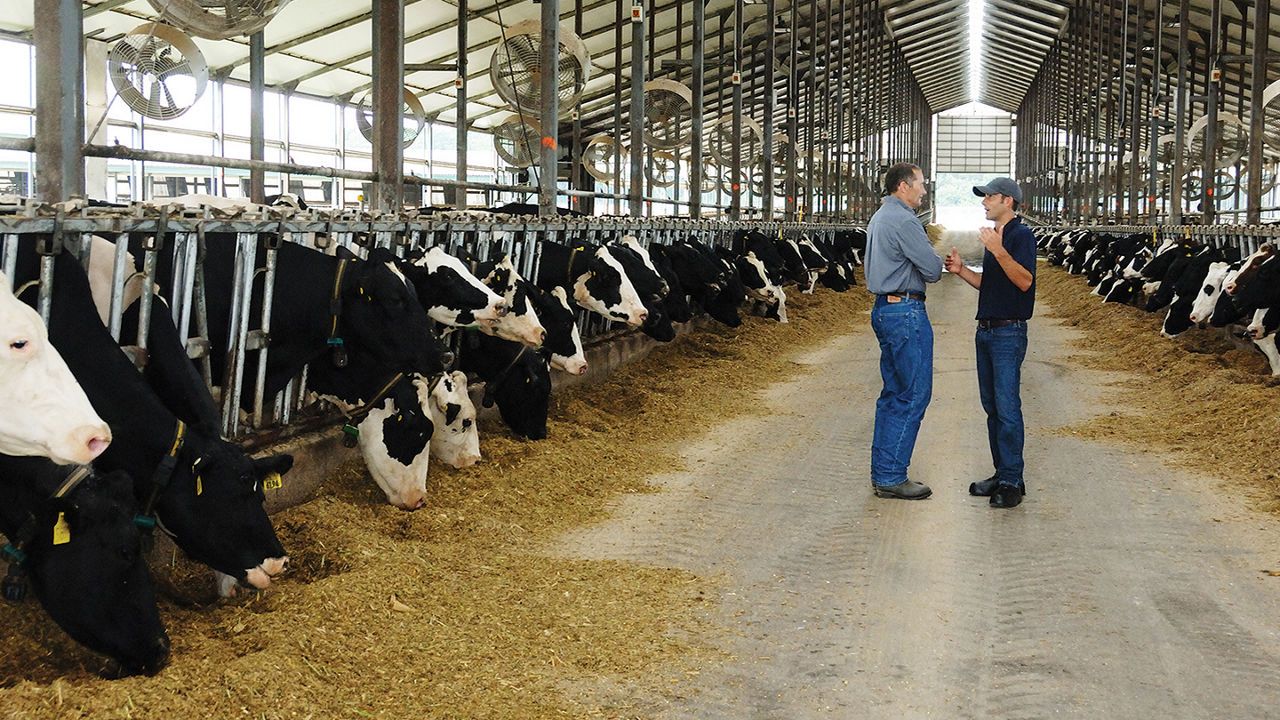 Semences maïs fourrage