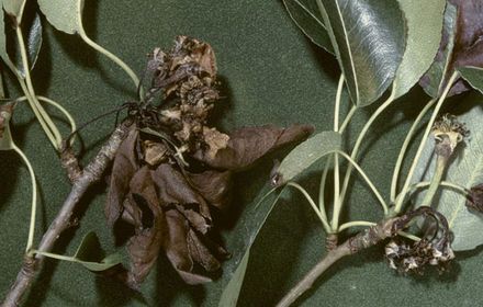 Feu bactérien du poirier, des fruits momifiés