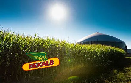 Le maïs : un vrai atout pour la méthanisation