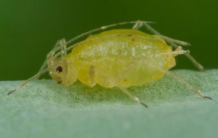 Le puceron vert du pêcher : l'un des plus dangereux