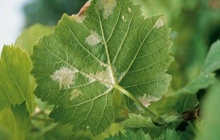 Maladies en vigne
