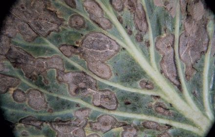 Mycosphaerella du chou