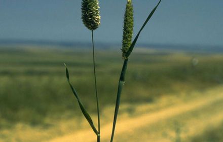Phalaris paradoxal : croissance rapide