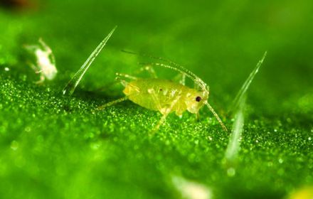 Puceron vert : dégâts directs et indirects