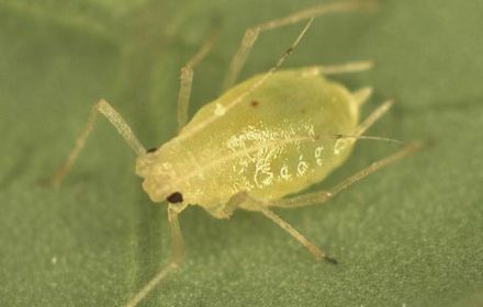 Pucerons verts : des insectes à compter !