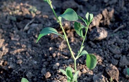 Renouée des oiseaux