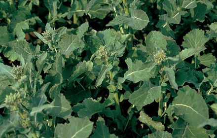 Repousses de colza : vigilance