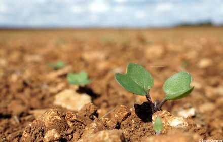 Réussir son semis de colza