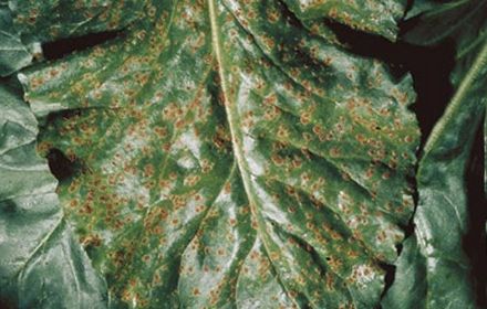 Rouille : surveillez l'apparition des pustules