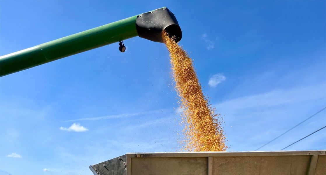 Semences maïs grain