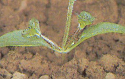 Stock de semences adventices épuisé !