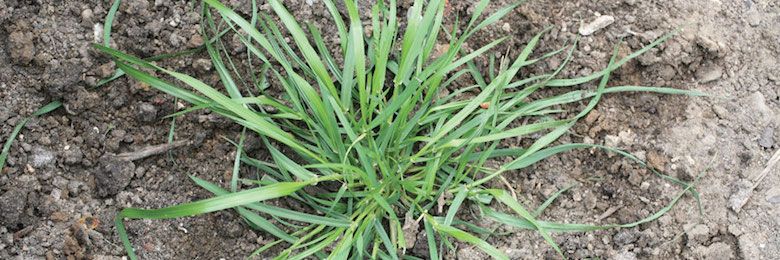 ray-grass-ivraie_Article_Header.jpg