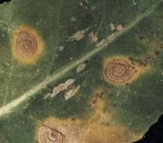 alternaria-gare-au-temps-orageux_Rich_Text_Editor_1.jpg