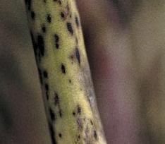 alternaria-gare-au-temps-orageux_Rich_Text_Editor_2.jpg