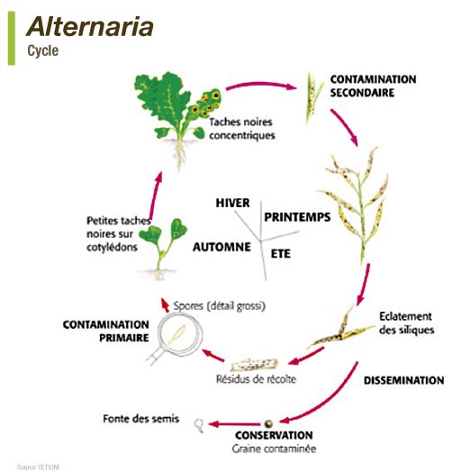 alternaria-gare-au-temps-orageux_Rich_Text_Editor_3.png