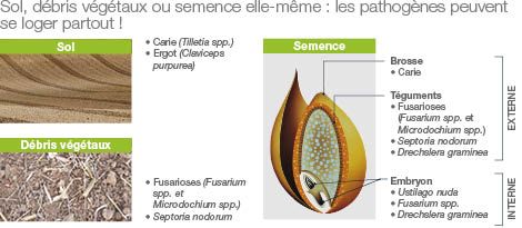 importance-de-la-protection-fongicide-pour-sa-semence-de-cereale_Rich_Text_Editor_2.jpg