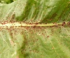 Rouille de l'endive, dessèchement prématuré des feuilles