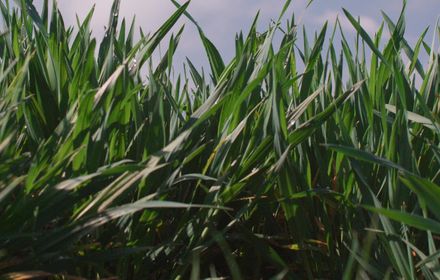 Au champ, comment mettre en place une stratégie fongicide efficace ?