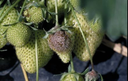 Botrytis de la fraise, éviter l'eau et aérer