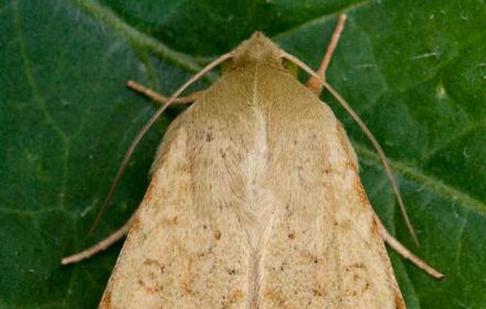 Chenilles défoliatrices et des fruits sur tomates : les serres doivent particulièrement être surveillées