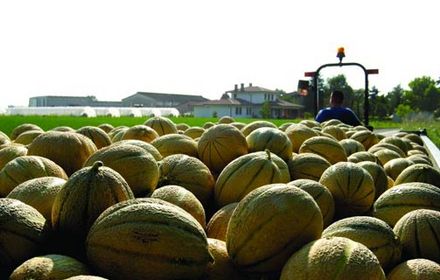 Contre le mildiou du melon, Infinito® et Aliette® Flash