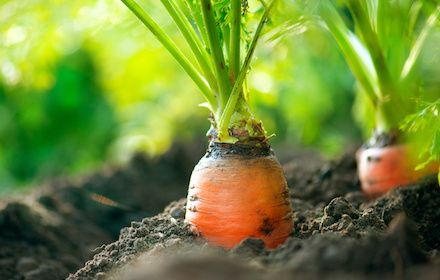 Désherbage carotte : Toutatis® Damtec™, la nouvelle base post-semis pré-levée