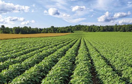 Haricot vert : l’innovation sur sclérotinia qui fait la différence