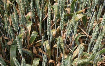 L'agronomie en renfort pour limiter le risque septoriose