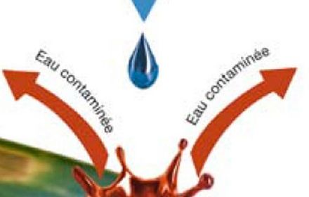 L’effet splashing, mode de contamination de la septoriose